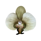 Tropical Orchid Hair Clip